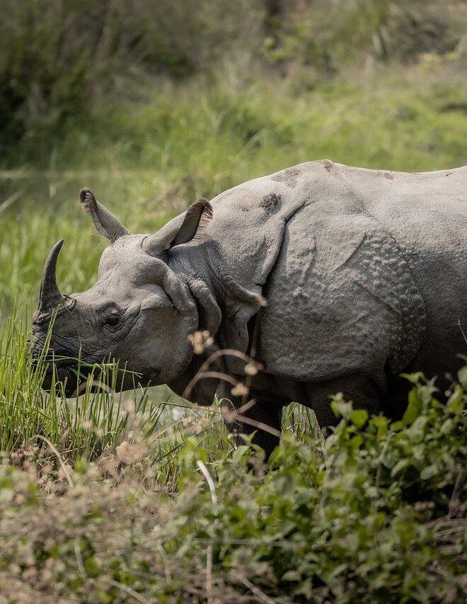 Chitwan National Park